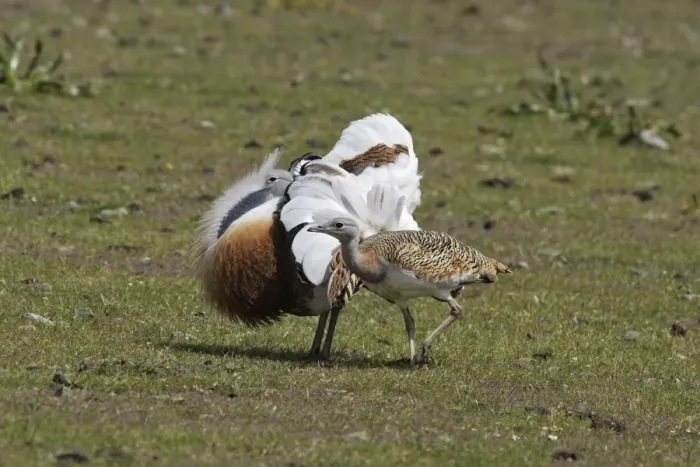 Framed Print : Great Bustard male displaying with female Framed Print : Great Bustard male displaying with female