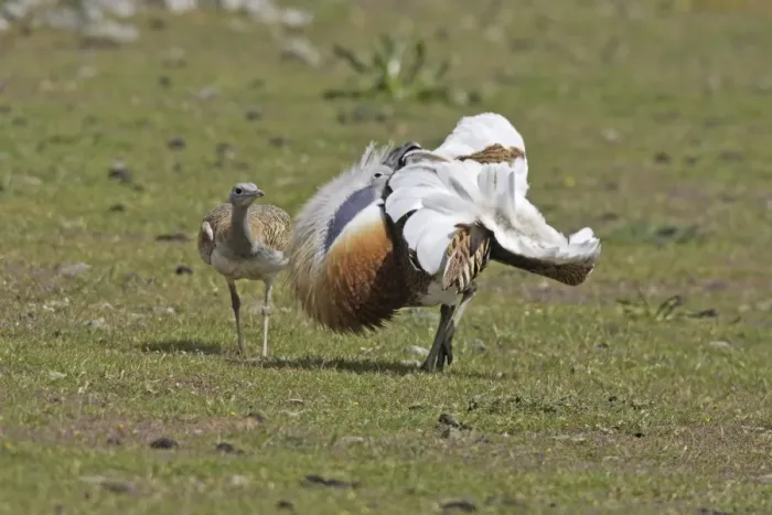 Framed Print : Great Bustard male displaying with female Framed Print : Great Bustard male displaying with female