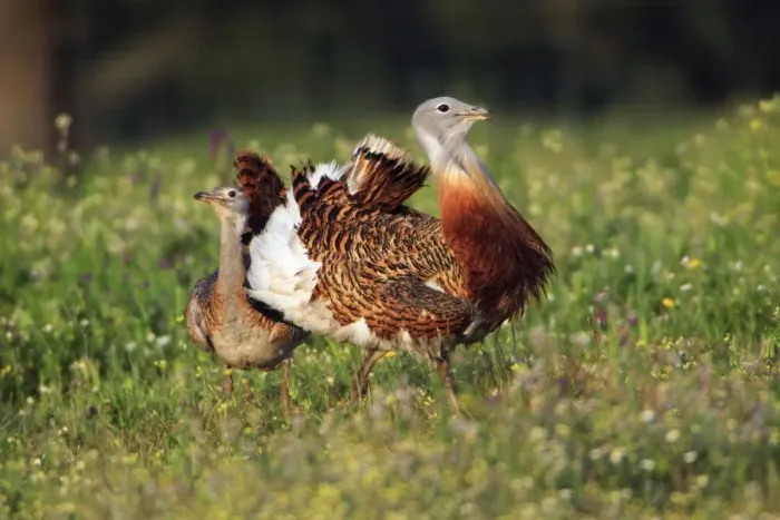 Framed Print : Great Bustard - male displaying to female, Alentejo, Portugal Framed Print : Great Bustard - male displaying to female, Alentejo, Portugal