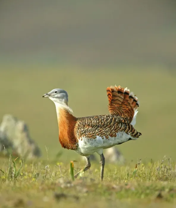 Framed Print : Great Bustard - male strutting across the steppes early morning - March - Spain Framed Print : Great Bustard - male strutting across the steppes early morning - March - Spain