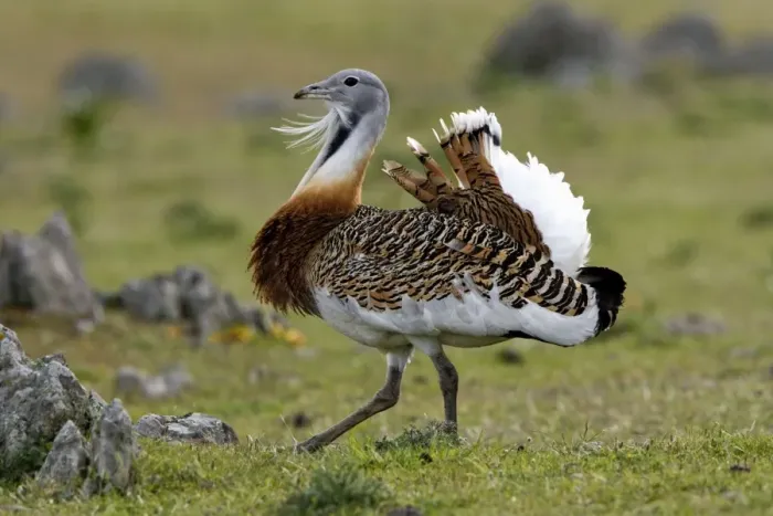 Framed Print : Great Bustard - male walking across open steppe. Extremadura Spain Framed Print : Great Bustard - male walking across open steppe. Extremadura Spain