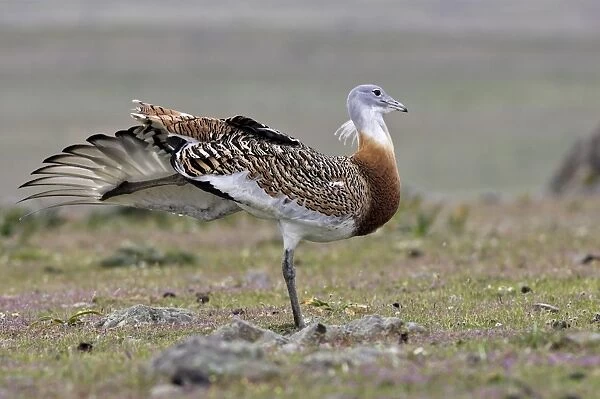 Great Bustard - Male with the wing open