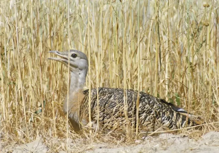 Framed Print : Great Bustard - at nest - Portugal Framed Print : Great Bustard - at nest - Portugal
