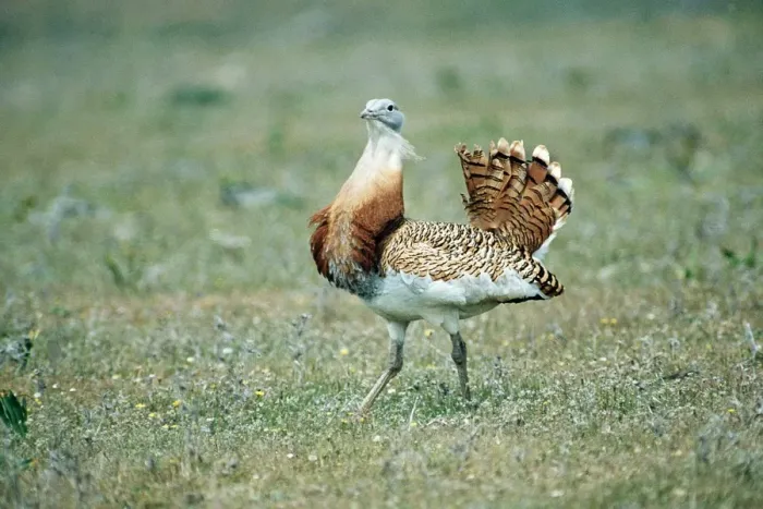 Framed Print : Great Bustard WAT 409 Otis tarda Displaying © M. Watson / ARDEA LONDON Framed Print : Great Bustard WAT 409 Otis tarda Displaying © M. Watson / ARDEA LONDON