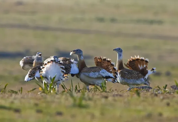 Framed Print : Great Bustard - young males fighting on spanish stepps. Extremadura Spain Framed Print : Great Bustard - young males fighting on spanish stepps. Extremadura Spain