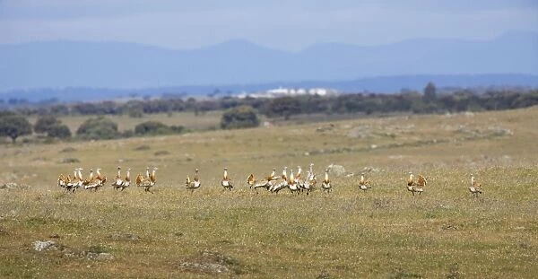 Great Bustards - flock of 21 males - April - Plains of Belin - Extremadura - Spain