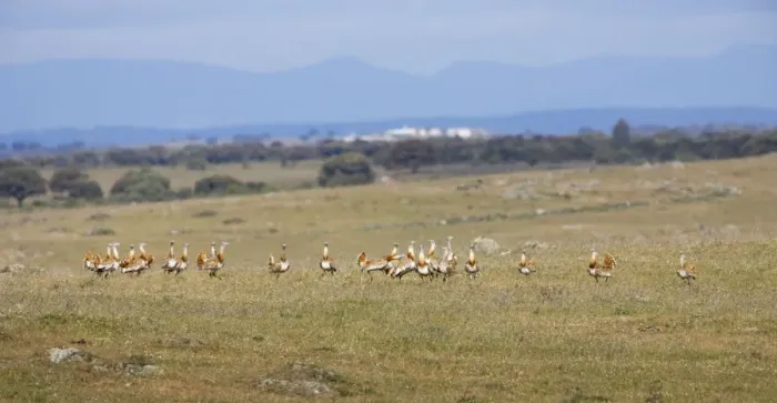Framed Print : Great Bustards - flock of 21 males - April - Plains of Belin - Extremadura - Spain Framed Print : Great Bustards - flock of 21 males - April - Plains of Belin - Extremadura - Spain