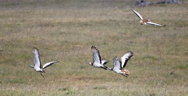 Great Bustards - flock in flight - April - Plains of Belin - Extremadura - Spain