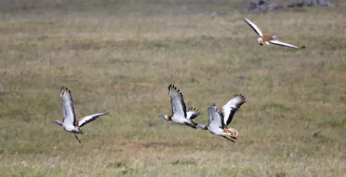 Framed Print : Great Bustards - flock in flight - April - Plains of Belin - Extremadura - Spain Framed Print : Great Bustards - flock in flight - April - Plains of Belin - Extremadura - Spain