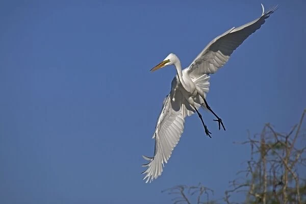 Great  /  Common  /  American Egret - in flight - Louisiana - USA