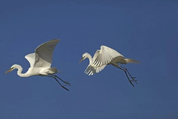 Great  /  Common  /  American Egret - in flight - Louisiana - USA