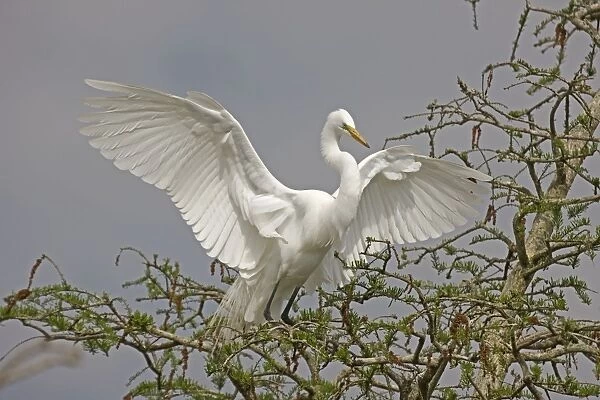 Great  /  Common  /  American Egret - in flight landing at nest - Louisiana - USA