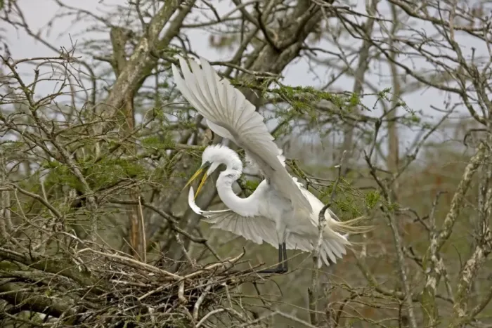 Framed Print : Great / Common / American Egret - in flight landing at nest - Louisiana - USA Framed Print : Great / Common / American Egret - in flight landing at nest - Louisiana - USA