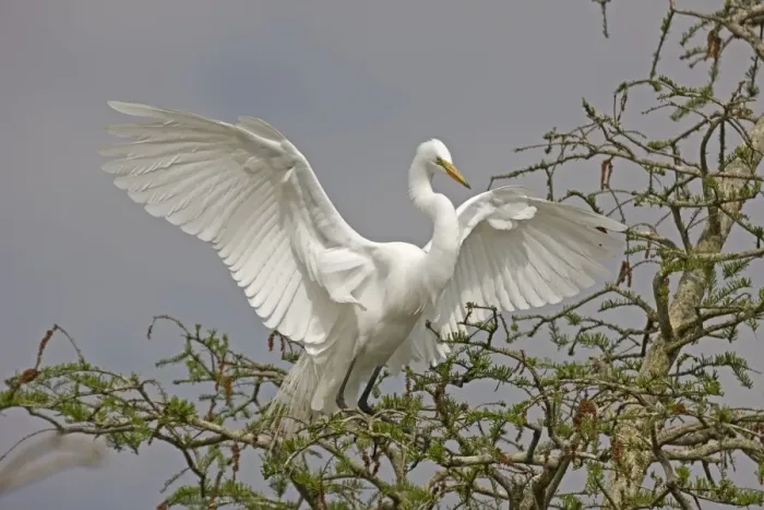 Framed Print : Great / Common / American Egret - in flight landing at nest - Louisiana - USA Framed Print : Great / Common / American Egret - in flight landing at nest - Louisiana - USA