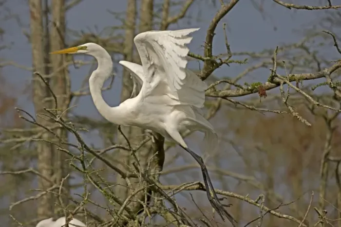 Framed Print : Great / Common / American Egret - in flight - Louisiana - USA Framed Print : Great / Common / American Egret - in flight - Louisiana - USA