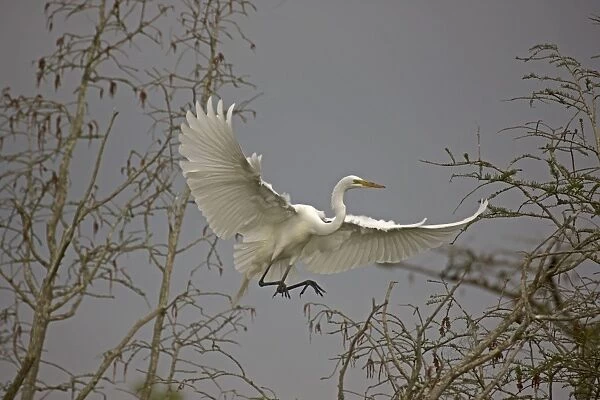 Great  /  Common  /  American Egret - in flight - taking off from tree - Louisiana - USA