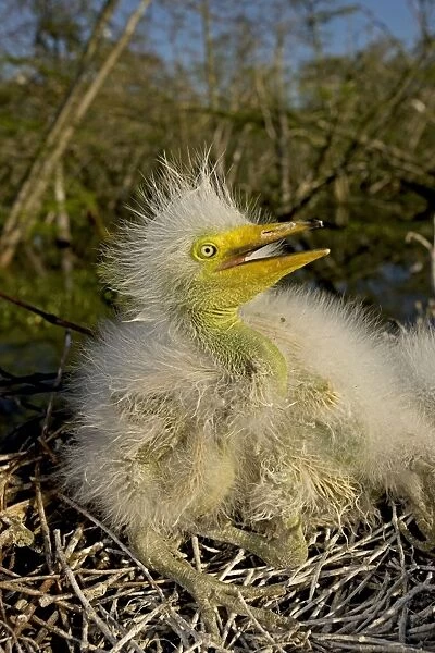 Great  /  Common  /  American Egret - nestling - Louisiana - USA