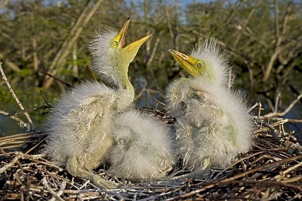 Great  /  Common  /  American Egret - nestlings - Louisiana - USA
