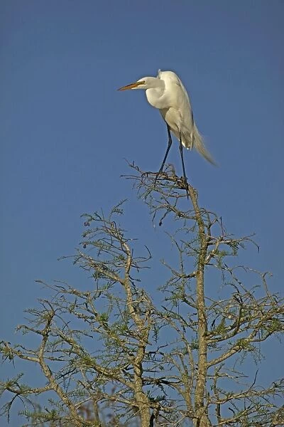 Great  /  Common  /  American Egret - perched on tree - Louisiana - USA