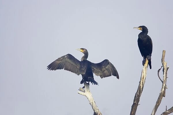 Great Cormorant - drying wings - Keoladeo Ghana National Park - Bharatpur - Rajasthan - India BI017609