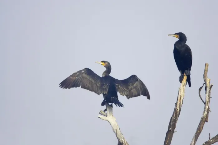 Framed Print : Great Cormorant - drying wings - Keoladeo Ghana National Park - Bharatpur - Rajasthan - India BI017609 Framed Print : Great Cormorant - drying wings - Keoladeo Ghana National Park - Bharatpur - Rajasthan - India BI017609