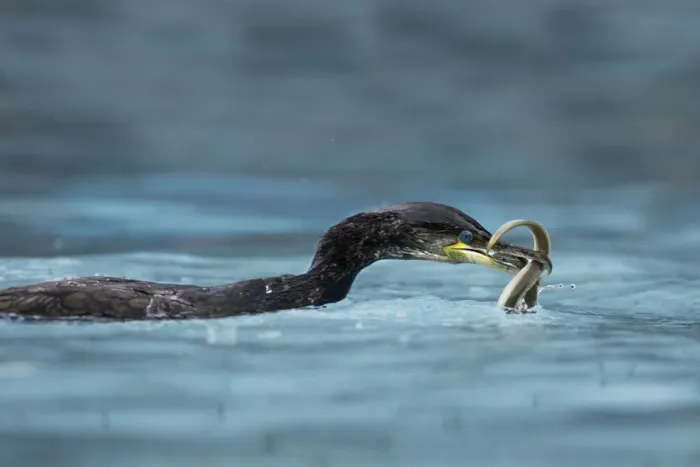 Framed Print : Great Cormorant - with eel. Alsace - France Framed Print : Great Cormorant - with eel. Alsace - France