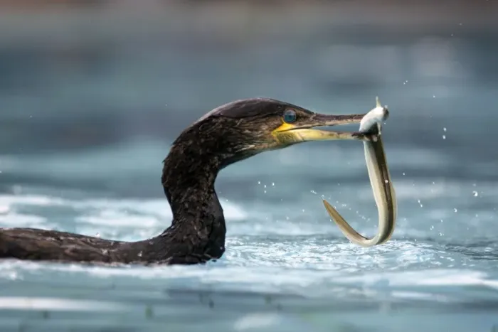 Framed Print : Great Cormorant - with eel. Alsace - France Framed Print : Great Cormorant - with eel. Alsace - France