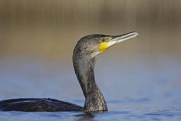Great Cormorant - female on water - Cleveland - UK