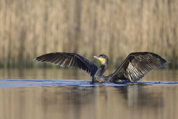 Great Cormorant - female with wings outstretched preparing to take-off from water