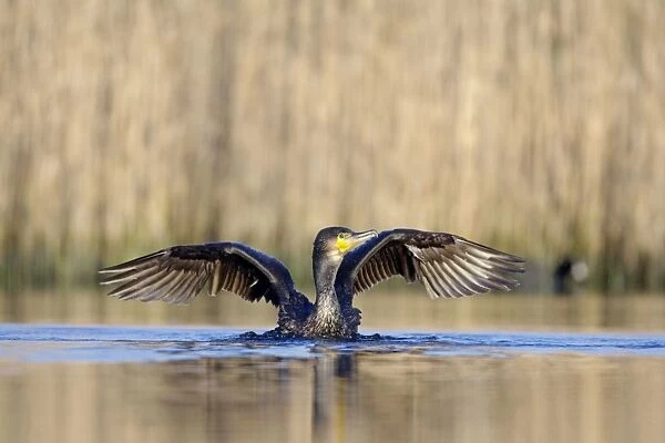 Great Cormorant - female with wings outstretched preparing to take-off from water - Cleveland - UK