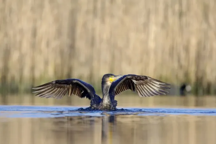 Framed Print : Great Cormorant - female with wings outstretched preparing to take-off from water - Cleveland - UK Framed Print : Great Cormorant - female with wings outstretched preparing to take-off from water - Cleveland - UK