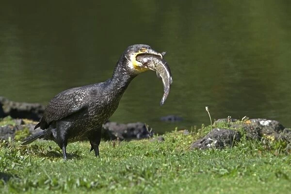 Great Cormorant - with fish in mouth - Western Springs - Auckland - New Zealand