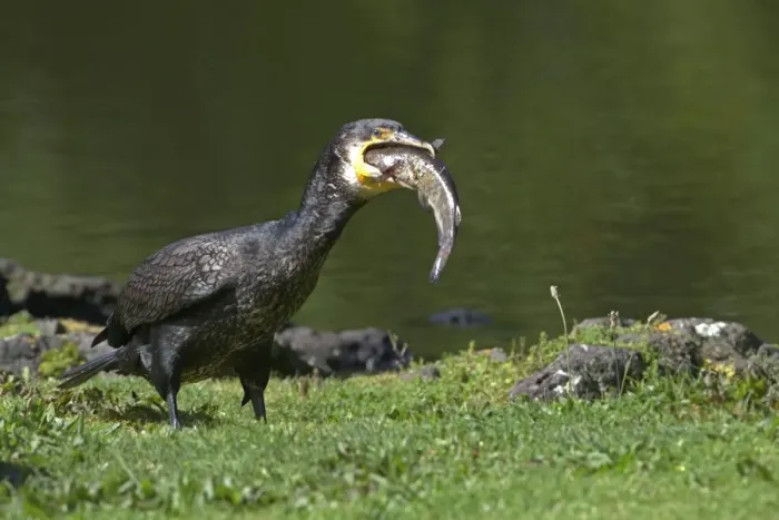 Framed Print : Great Cormorant - with fish in mouth - Western Springs - Auckland - New Zealand Framed Print : Great Cormorant - with fish in mouth - Western Springs - Auckland - New Zealand