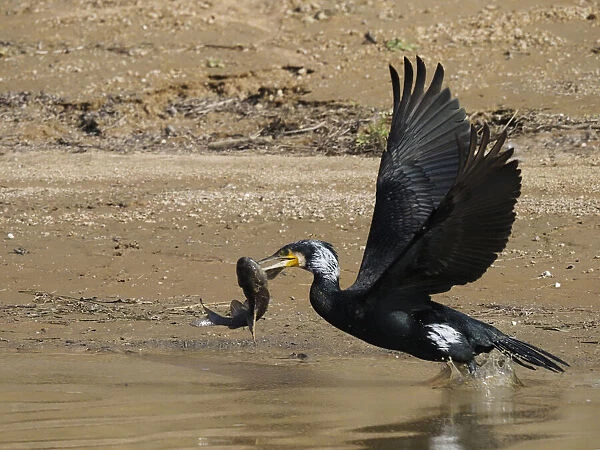 Great Cormorant - in flight with fish Phalacrocorax carbo Rajasthan, India BI032181