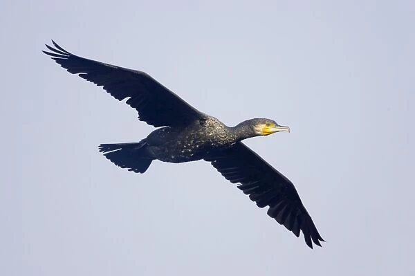 Great Cormorant - In flight - Keoladeo Ghana National Park - Bharatpur - Rajasthan - India BI017615