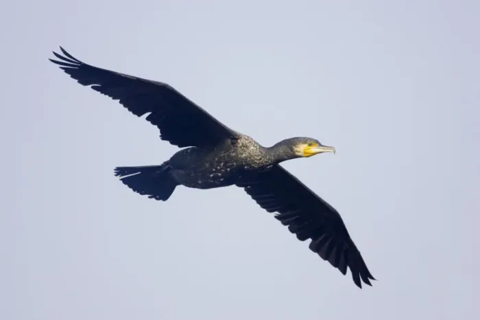 Framed Print : Great Cormorant - In flight - Keoladeo Ghana National Park - Bharatpur - Rajasthan - India BI017615 Framed Print : Great Cormorant - In flight - Keoladeo Ghana National Park - Bharatpur - Rajasthan - India BI017615