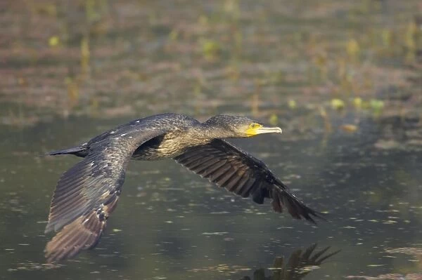 Great Cormorant - in flight over water - Keoladeo Ghana National Park - Bharatpur - Rajasthan - India BI017613