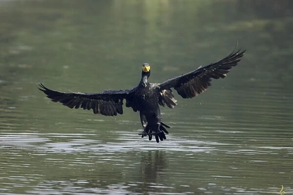 Great Cormorant - Landing on water - Keoladeo Ghana National Park - Bharatpur - Rajasthan - India BI017607