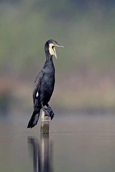 Great Cormorant - male in breeding colours - mouth open as it pushes a fish further down its gullet - Cleveland - UK