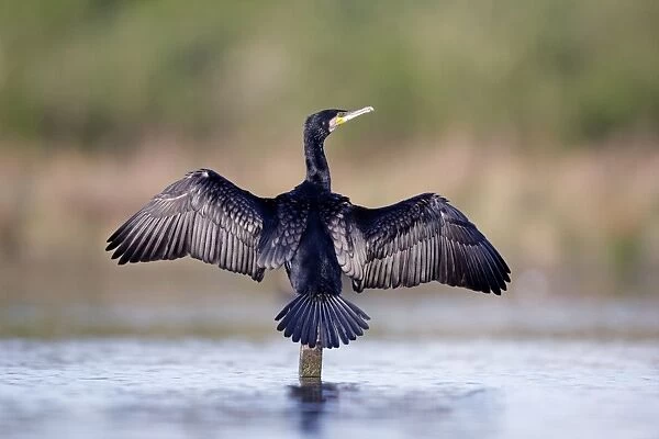Great Cormorant - male in breeding colours showing wings open for drying - Cleveland - UK