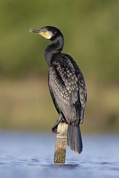 Great Cormorant - male in breeding colours showing bronze tinged wings and black scaled back feathers and emerald green eye - Cleveland - UK