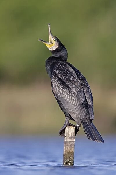 Great Cormorant - male in breeding colours showing bronze tinged wings and black scaled back feathers and emerald green eye - mouth open as it pushes a fish further down its gullet - Cleveland - UK