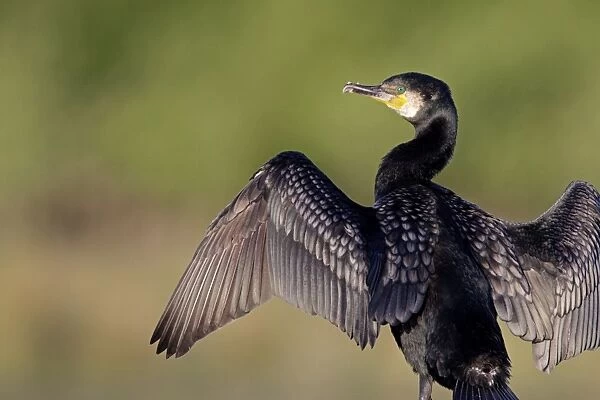 Great Cormorant - male in breeding colours showing bronze tinged wings and black scaled back feathers and emerald green eyes - wings open for drying - Cleveland - UK