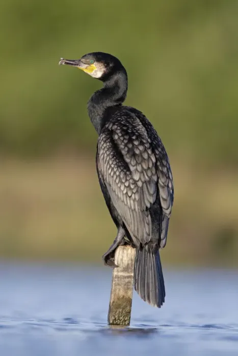 Framed Print : Great Cormorant - male in breeding colours showing bronze tinged wings and black scaled back feathers and emerald green eye - Cleveland - UK Framed Print : Great Cormorant - male in breeding colours showing bronze tinged wings and black scaled back feathers and emerald green eye - Cleveland - UK