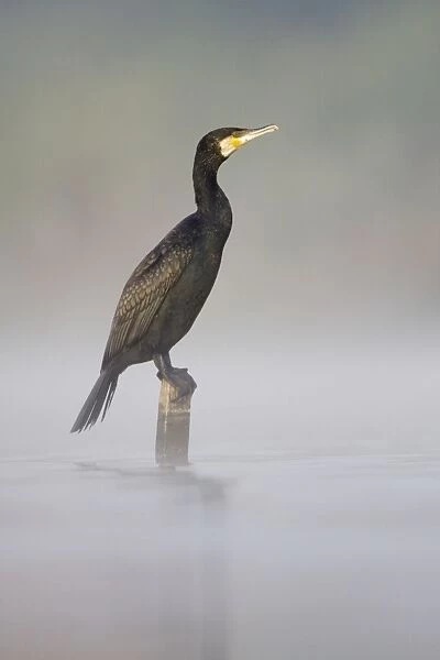 Great Cormorant - male in breeding colours sitting on a submerged wooden post with mist rising from water surface - Cleveland - UK