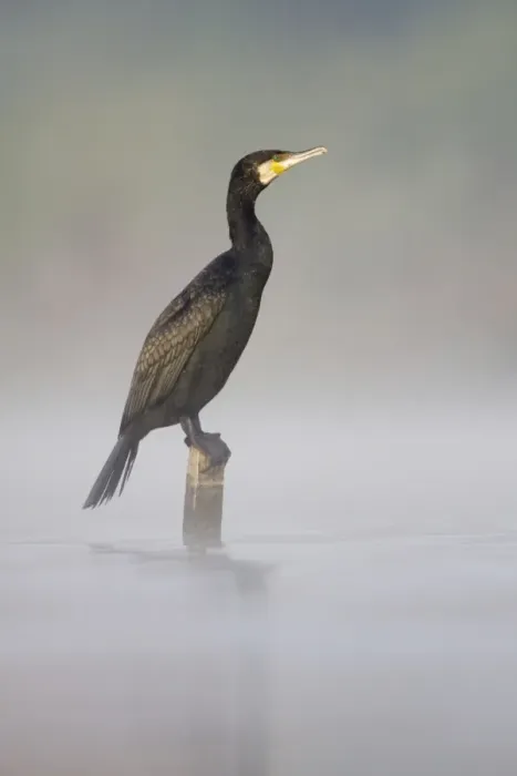Framed Print : Great Cormorant - male in breeding colours sitting on a submerged wooden post with mist rising from water surface - Cleveland - UK Framed Print : Great Cormorant - male in breeding colours sitting on a submerged wooden post with mist rising from water surface - Cleveland - UK