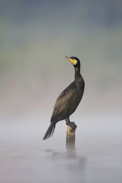 Framed Print : Great Cormorant - male in breeding colours sitting on a submerged wooden post with mist rising from water surface - Cleveland - UK Framed Print : Great Cormorant - male in breeding colours sitting on a submerged wooden post with mist rising from water surface - Cleveland - UK