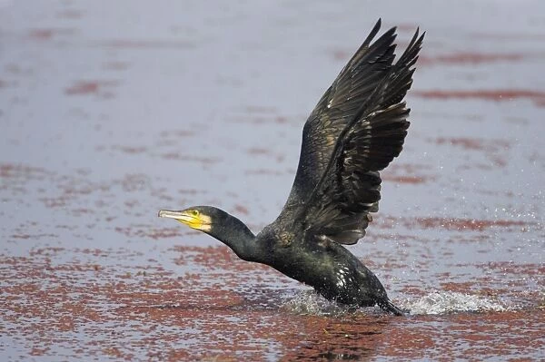 Great Cormorant - Taking off across water - Keoladeo Ghana National Park - Bharatpur - Rajasthan - India BI017623