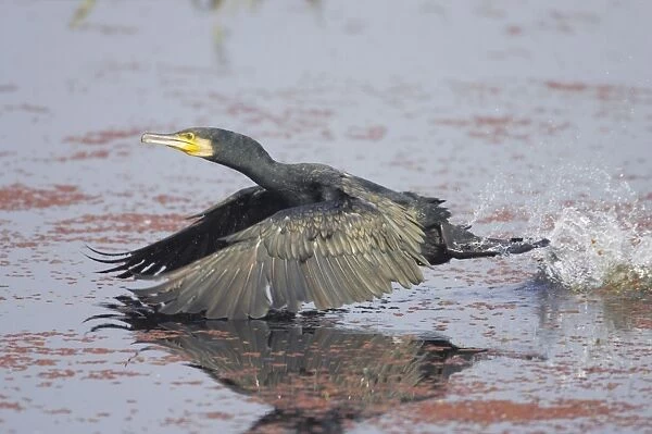 Great Cormorant - Taking off across water - Keoladeo Ghana National Park - Bharatpur - Rajasthan - India BI017624