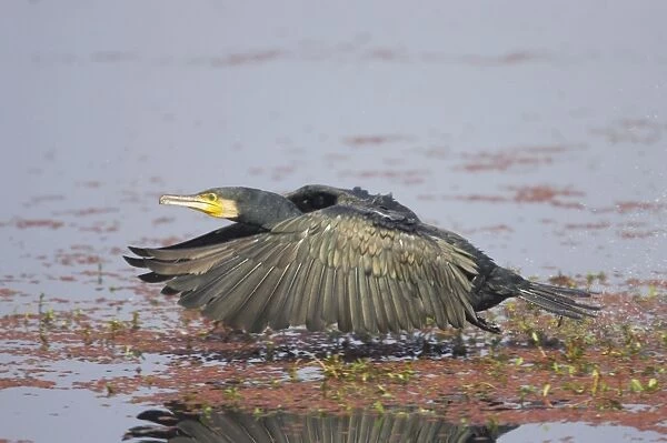 Great Cormorant - taking off across water - Keoladeo Ghana National Park - Bharatpur - Rajasthan - India BI017629